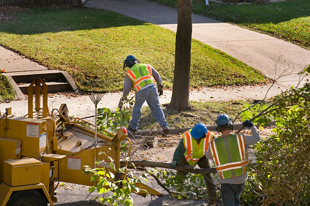 How Our Tree Care Process Works  in Oquawka, IL